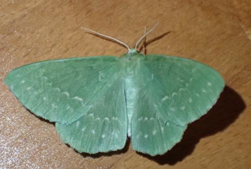 Réf. 304 830 : Geometra papilionaria